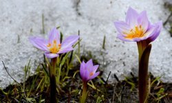 Kars'ta kış ve bahar bir arada yaşanıyor