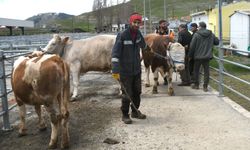 Kars'ta kurbanlıklar bayrama sayılı günler kala alıcılarını bekliyor