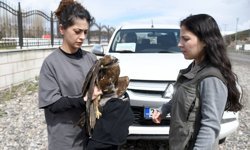 Kars'ta yaralı bulunan kızıl şahin tedavi altına alındı