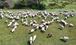 Kızılırmak Deltası yayla göçündeki sürülere ev sahipliği yapıyor