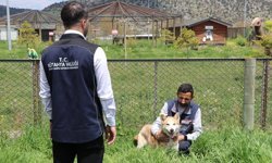 Kütahya'da 1,5 yılda yaklaşık 18 bin 600 sahipsiz köpek koruma altına alındı