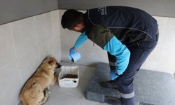 Kütahya'da sahiplendikleri köpekleri sokağa bırakanlara para cezası uygulandı