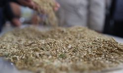 Mardin'de sezonun ilk arpa hasadı yapıldı