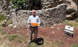 Marmaris'in tarihi arı avluları 'bal ormanı' projesiyle yeniden canlanıyor