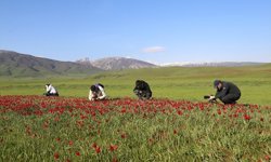 Muş lalesi, yabancı fotoğrafçıların ve belgeselcilerin kadrajında