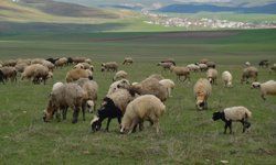 Muş'ta yeşeren meralar hayvan sürüleriyle şenlendi