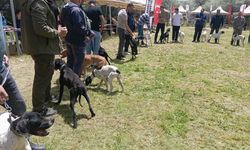 Nevşehir'de 'Avcı Köpeği ve Irk Standartları Yarışması' yapıldı