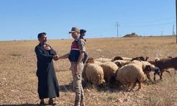 Şanlıurfa'da kaybolan küçükbaş hayvanlar dronla bulundu