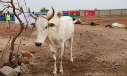TDV, Burkina Faso'da 42 bin 700 kurban hissesi dağıtacak
