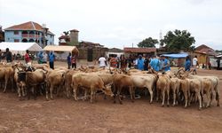 TDV gönüllüleri, Sierra Leone'de kurban bereketini binlerce ailenin sofrasına ulaştırdı