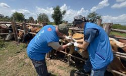 TDV, Uganda'daki ihtiyaç sahiplerine 49 bin hisse kurban eti ulaştıracak
