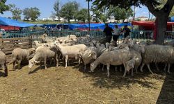 Tekirdağ'da kurban pazarlarında arife yoğunluğu