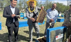 TİKA'dan Özbekistan'daki kadın üreticilere arıcılık desteği