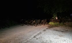 Tokat'ta taşkın riskine karşı bir köyün sakinleri tahliye ediliyor