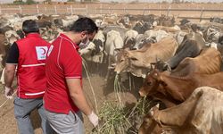Türk Kızılay Sudan'da 300 büyükbaş kurban kesecek