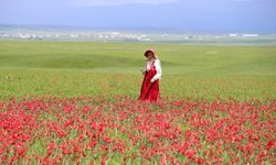 Yayılış alanı daralan Muş lalesi bilim insanlarının takibinde