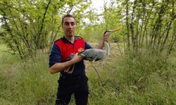 Zonguldak'ta derede yaralı halde bulunan gri balıkçıl tedavi altına alındı