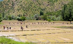 Bitlis'te köylülerin geleneksel yöntemlerle çeltik ekim mesaisi sürüyor