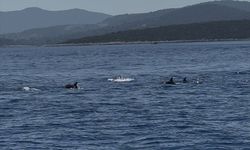 Bodrum açıklarında sürü halinde gezen yunuslar görüntülendi