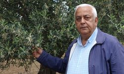 Edremit Körfezi'nde zeytin ağaçlarındaki çiçeklenme üreticileri sevindirdi