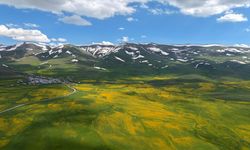 Erzurum'da çiçeklerle kaplanan çayırlar ile karla örtülü dağlar bir arada