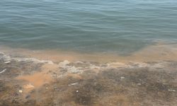 Tekirdağ'da plankton yoğunluğu yer yer denizin rengini değiştirdi
