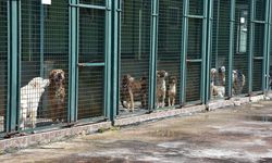 Trabzon'da 750 köpek kapasiteli merkez sahipsiz hayvanlara yuva oldu