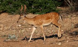 Antalya'da nesli tükenme tehlikesi altındaki alageyiklerin bu yıl 5 yavrusu dünyaya geldi