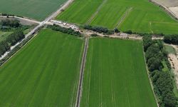 Edirne'de çeltik üretim alanı 500 bin dekara ulaştı