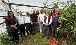 Elazığ'da yaklaşık 320 dekar sera alanında yetişen domateste hasat başladı