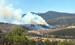 GÜNCELLEME - Bursa'da çıkan orman yangını kontrol altına alındı