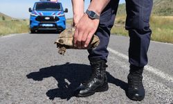 Jandarma 'doğal yaşamın sessiz sakini' kaplumbağalar için devriye atıyor