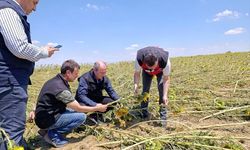 TARSİM Genel Müdürü Engürülü, Tekirdağ'da doludan zarar gören tarım alanlarını inceledi