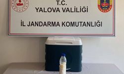 Yalova'da 500 gram akrep zehri ele geçirildi