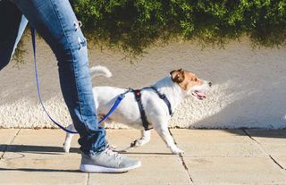 Hollanda’da sokağa dışkılayan köpekler ve sahipleri DNA testiyle bulunacak