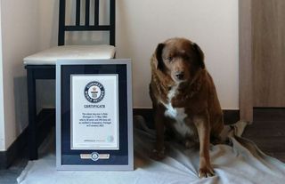 Dünyanın gelmiş geçmiş en yaşlı köpeği Bobi öldü