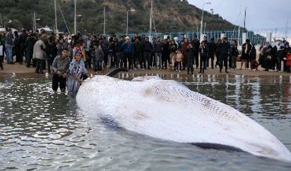 Balina ağlara takıldı