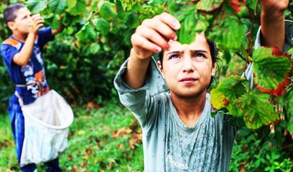 Don, fındık fiyatlarını uçuşa geçirdi