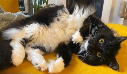 TikTok İngiliz gazeteciye kedisinin hesabı üzerinden ulaştı