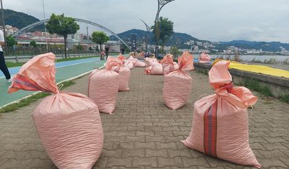 Fındıklar sahile serildi: Karadeniz’de hasat sonrası mesai