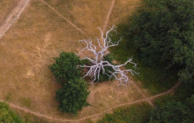 Fotoğraflarla Londra'da kuraklığın çarpıcı görüntüleri