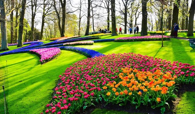 Hollanda'da dünyanın en büyük lale bahçelerinden Keukenhof, 75. kez ziyarete açıldı