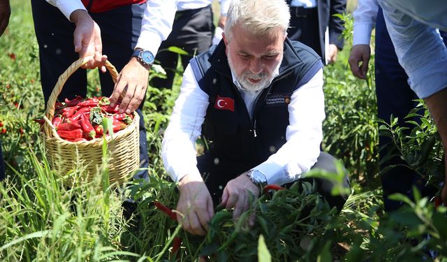 Coğrafi işaret tescilli Maraş biberinin hasadı başladı