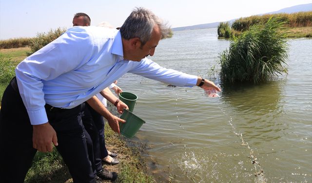 Edirne'de üretilen 10 milyon yavru sazan balığı baraj ve göletlere bırakıldı