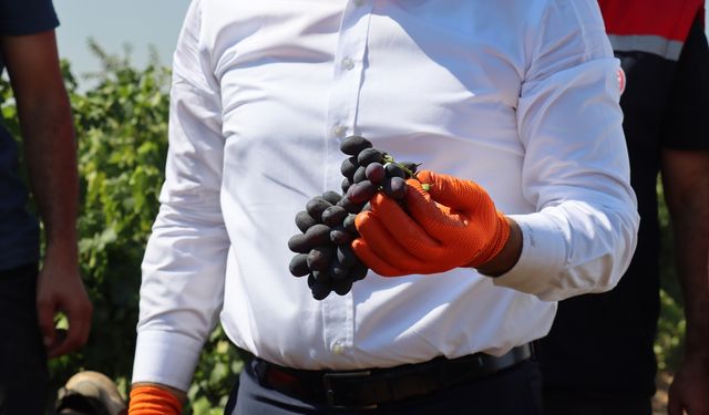 Hatay'da üzüm üreticisinin hasat mesaisi başladı