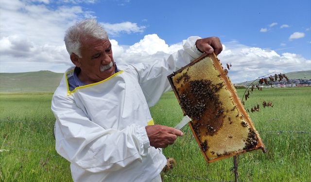 Tescilli Ardahan çiçek balında süzüm mesaisi başladı