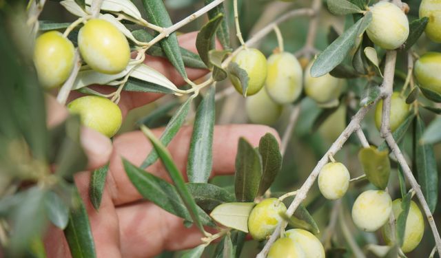 Türkiye'nin önemli zeytin üretim merkezlerinden Ayvalık'ta hasat başladı