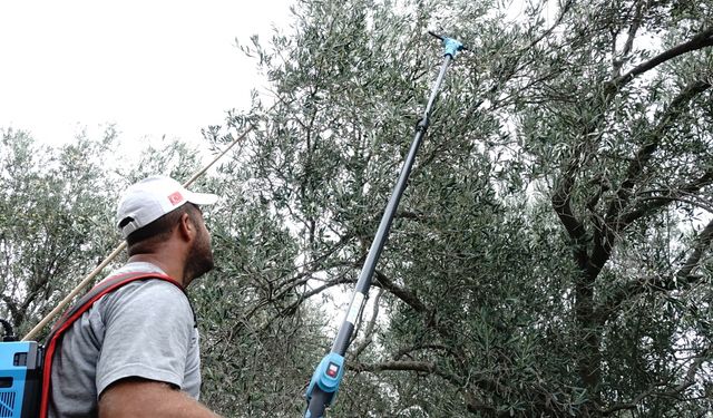 Zeytin üreticileri yağmur bekliyor