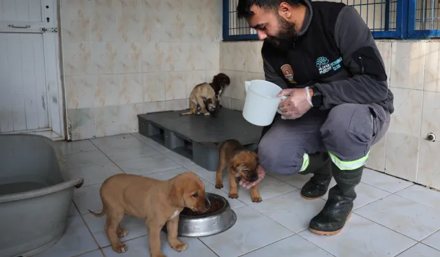 Bursa Nilüfer’deki sahipsiz canlar sıcak yuvalarını bekliyor