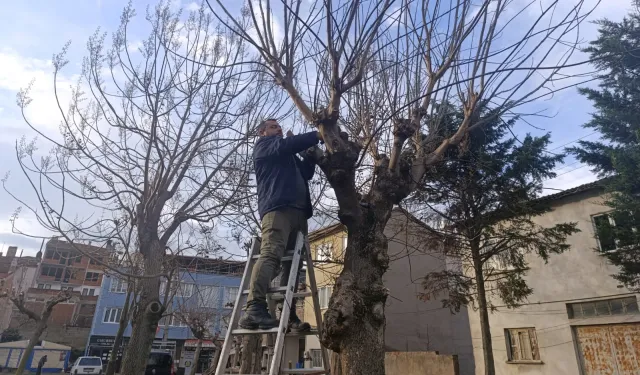 Bursa Gemlik'te yeşil alanlarda budama çalışmaları sürüyor